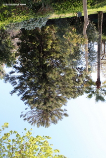 Araucaria villa Bellini